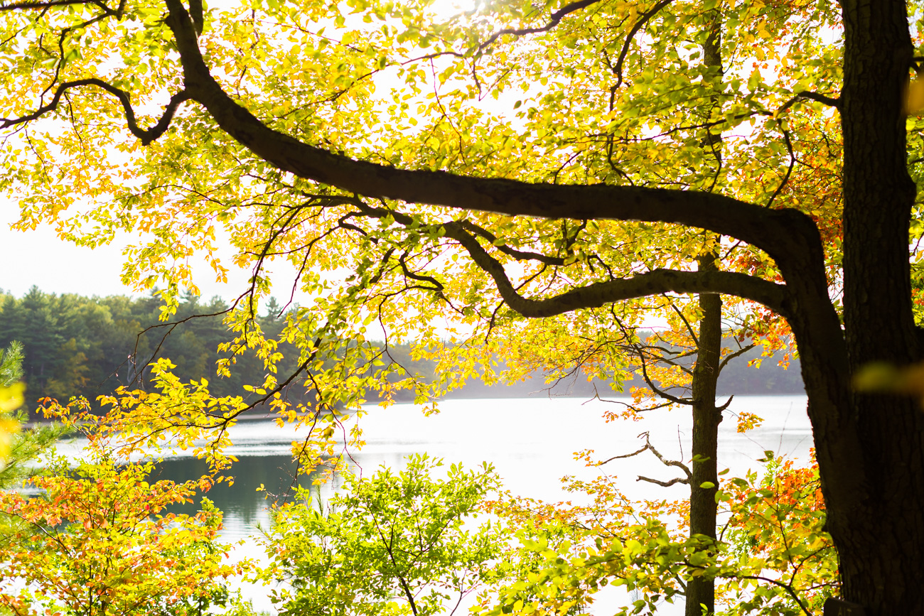 new england fall, fall leaves, foliage, new england foliage, walden pond, royal sonesta boston, boston hotels // a southern drawl